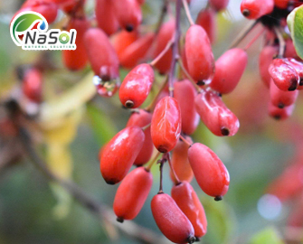 Top 9 ưu điểm của hoàng liên gai với sức khỏe Top 9 ưu điểm của hoàng liên gai với sức khỏe