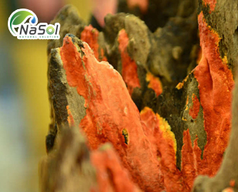 Những điều đặc biệt về Nấm Ngưu chương chi Những điều đặc biệt về Nấm Ngưu chương chi