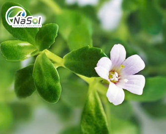 Bacosides là gì? cấu trúc và nguồn gốc  Bacosides là gì? cấu trúc và nguồn gốc