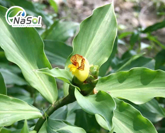 Costus Igneus: Cây insulin trong điều trị tiểu đường Costus Igneus: Cây insulin trong điều trị tiểu đường