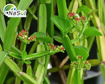 Hồ đằng bốn cạnh (Cissus quadrangularis) là gì? Hồ đằng bốn cạnh (Cissus quadrangularis) là gì?