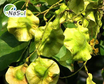 Kino Ấn Độ là gì? thành phần và tác dụng Kino Ấn Độ là gì? thành phần và tác dụng