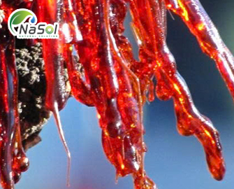 Kino gum: thành phần và ứng dụng Kino gum: thành phần và ứng dụng