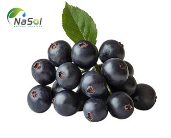 Lợi ích sức khỏe của quả Maqui Lợi ích sức khỏe của quả Maqui