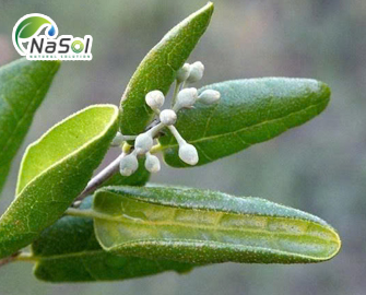 Lá Boldo (Peumus boldus): thành phần và công dụng Lá Boldo (Peumus boldus): thành phần và công dụng