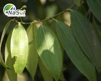 Lợi ích sức khỏe của lá nguyệt quế Lợi ích sức khỏe của lá nguyệt quế