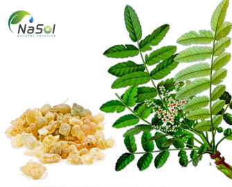 Những lợi ích của Nhũ hương Ấn Độ