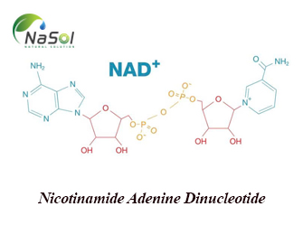 Nicotinamide Adenine Dinucleotide (NAD): Vai trò và tác dụng Nicotinamide Adenine Dinucleotide (NAD): Vai trò và tác dụng