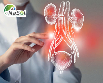 Thuốc tự nhiên chữa bàng quang tăng hoạt Thuốc tự nhiên chữa bàng quang tăng hoạt