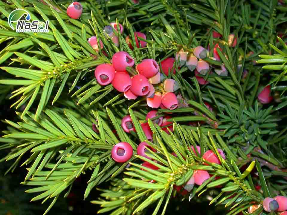 7 Tác dụng của chiết xuất Thông đỏ 7 Tác dụng của chiết xuất Thông đỏ