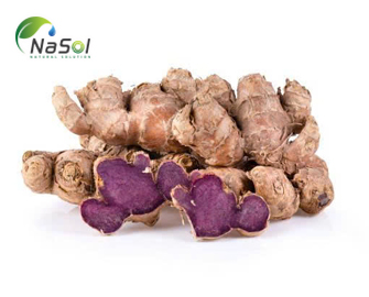 Tác dụng lâm sàng của Gừng đen (Black ginger) Tác dụng lâm sàng của Gừng đen (Black ginger)