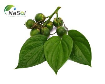 Đặc tính kháng khuẩn và kháng nấm của lá trầu không Đặc tính kháng khuẩn và kháng nấm của lá trầu không