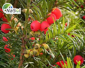 Ứng dụng nguyên liệu chiết xuất thông đỏ như thế nào? Ứng dụng nguyên liệu chiết xuất thông đỏ như thế nào?