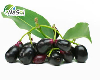 Lợi ích sức khỏe của vối rừng Lợi ích sức khỏe của vối rừng