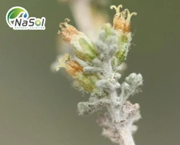 Ngải cứu trắng (Artemisia herba-alba) là gì?