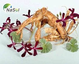 Phong lữ châu Phi: Thảo dược điều trị nhiễm trùng đường hô hấp