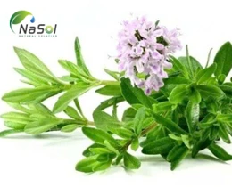 Cỏ xạ hương (Thyme): thành phần hóa học và đặc tính trị liệu 