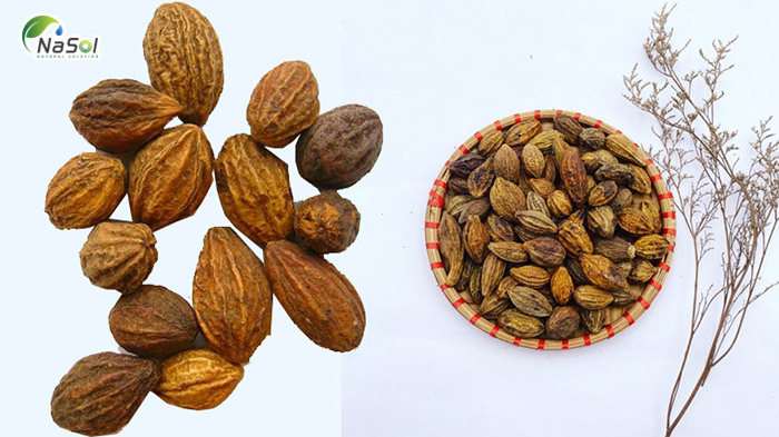 Tác dụng của Kha tử