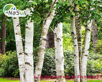 6 Tác dụng hữu ích của Bạch dương với sức khỏe 6 Tác dụng hữu ích của Bạch dương với sức khỏe