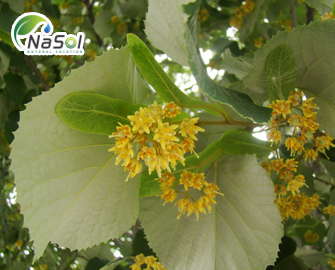 7 lợi ích sức khỏe từ Hoa Đoạn Lá Bạc (Linden) 7 lợi ích sức khỏe từ Hoa Đoạn Lá Bạc (Linden)