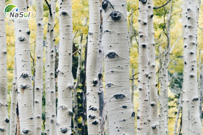 Vỏ thân cây bạch dương