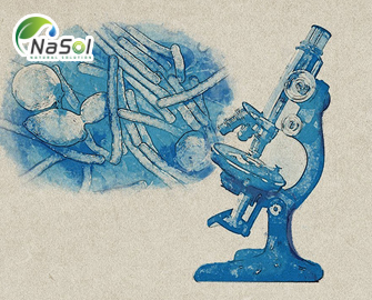 Lịch sử ra đời của AmealPeptide® Lịch sử ra đời của AmealPeptide®