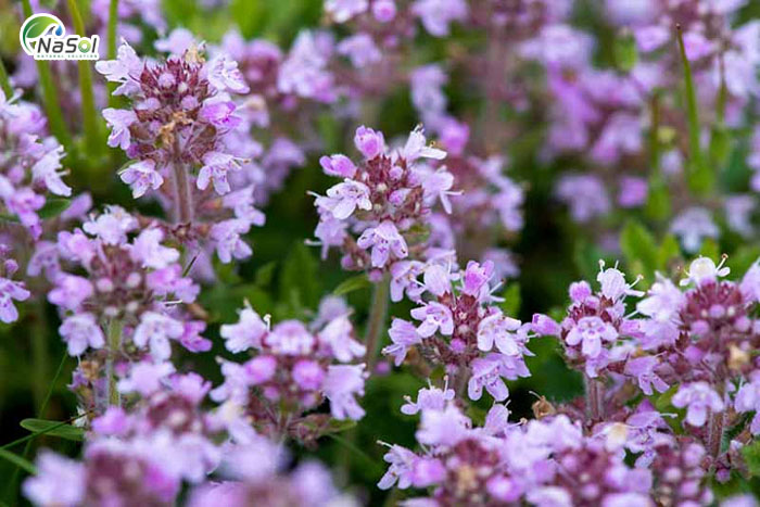 Cỏ xạ hương núi là gì