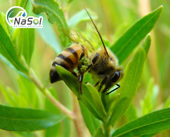 Keo ong xanh Brazil là gì? Cách phân biệt  Keo ong xanh Brazil là gì? Cách phân biệt