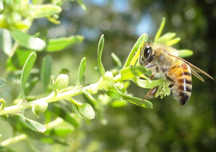 Keo ong xanh brazil là gì