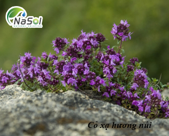 9 lợi ích sức khỏe của Cỏ xạ hương núi (Wild Thyme)