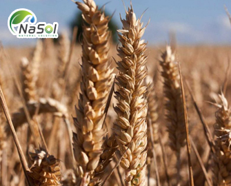 Lúa mạch đen: chế biến, công dụng và cách sử dụng Lúa mạch đen: chế biến, công dụng và cách sử dụng