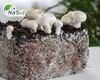Mycelium là gì? Những lợi ích với sức khỏe Mycelium là gì? Những lợi ích với sức khỏe