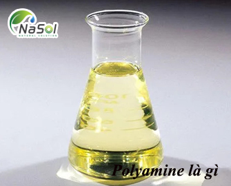 Polyamine là gì? Thành phần và nguồn gốc Polyamine là gì? Thành phần và nguồn gốc