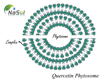 Quercetin Phytosome® tăng cường hấp thu Quercetin Phytosome® tăng cường hấp thu