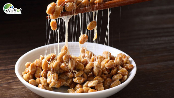 Bacillus subtilis natto là gì