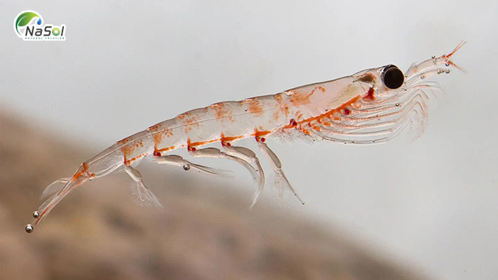 Dầu nhuyễn thể