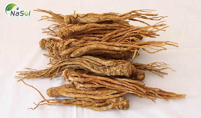 Đương quy hàn quốc