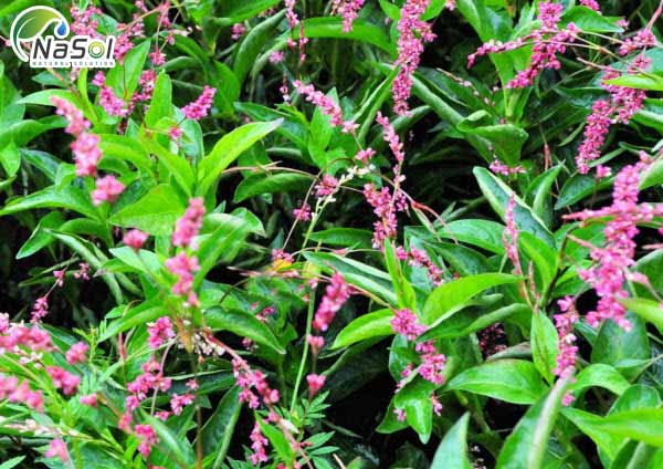 công dụng chữa bệnh của cây nghể chàm