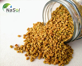 Hạt Hồ lô ba (Hạt Methi) – Thành phần, công dụng và kinh nghiệm sử dụng trong dân gian Hạt Hồ lô ba (Hạt Methi) – Thành phần, công dụng và kinh nghiệm sử dụng trong dân gian