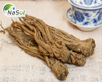 Korean Angelica root (Đương quy Hàn quốc): Tác dụng và lưu ý khi sử dụng  Korean Angelica root (Đương quy Hàn quốc): Tác dụng và lưu ý khi sử dụng