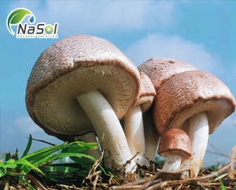 Nấm Agaricus Blazei Murill với hai công dụng tăng cường miễn dịch và chống ung thư