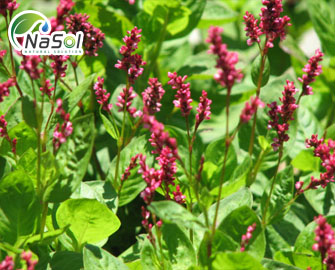 Polygomum tinctorium (Nghể chàm): Thành phần, công dụng, chỉ định