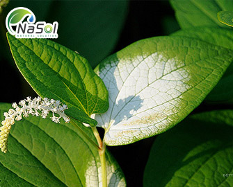 Saururus chinensis (Cây hàm ếch): Thành phần, công dụng với sức khỏe