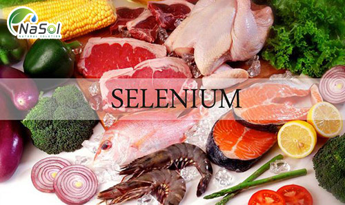 selenium là gì