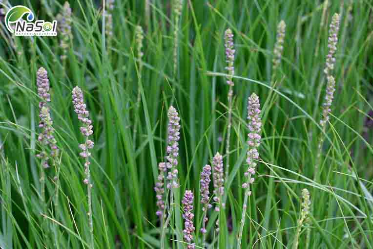 tác dụng chữa bệnh của tri mẫu