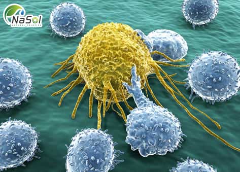 Tác dụng chống khối u phi thường được tìm thấy trong glycoprotein FIII-2-b chiết xuất từ quả thể nấm Agaricus Blazei Murill