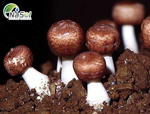 Thành phần dinh dưỡng của Nấm Agaricus blazei Murill