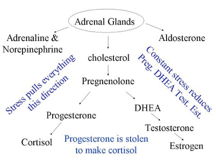 Các nghiên cứu y khoa đã chỉ ra rằng ashwagandha (nhân sâm ấn độ) giúp cải thiện mức cortisol
