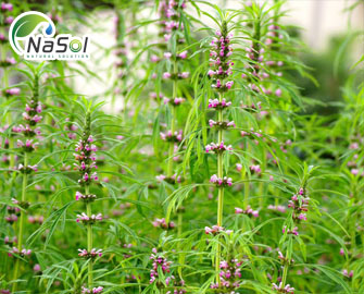 6 Tác dụng chữa bệnh của Tri mẫu