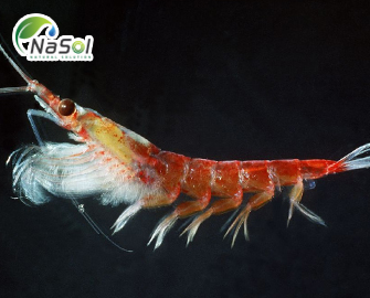 Krill oil giảm triglyceride máu cao Krill oil giảm triglyceride máu cao
